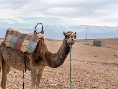 Agafay desert day trip